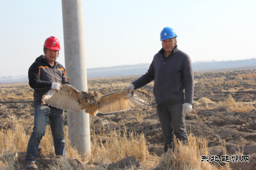 现场新闻 都是猫头鹰惹的祸