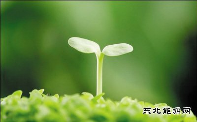诗歌：生命
