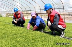 国网黑龙江兴凯湖电业公司：浪花滚滚润田酥 苗齐禾壮展绿装