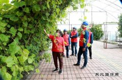 国网兴凯湖供电公司：供电有保障 葡萄甜又香