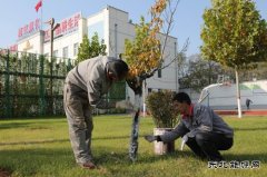 潞安焦化：树木穿“新衣”防冻防虫保过冬