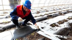 国网九三供电公司：“爱心互助”保秧苗