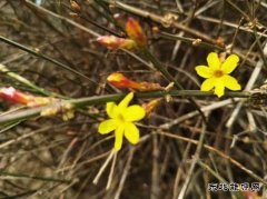 迎春花开报春来