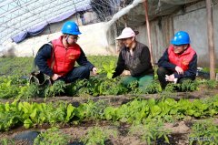 国网兴凯湖供电公司：“满格电”护航大棚用上“蔬”心电