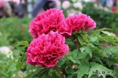 厂区牡丹花娇艳