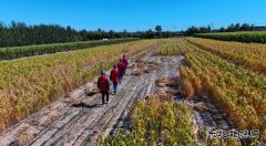 国网敖汉旗供电公司：秋检正当时 巡视“添底气”