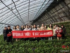 大唐葫芦岛热电公司：春日有约 共享 “莓”好时光